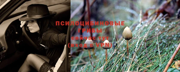шишки Абаза
